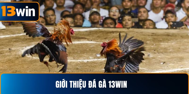  Giới thiệu đá gà 13WIN