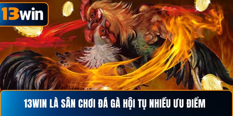  13WIN là sân chơi đá gà hội tụ nhiều ưu điểm